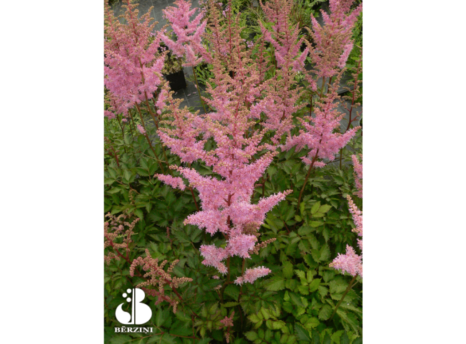 Astilbe × arendsii   'Flamingo'